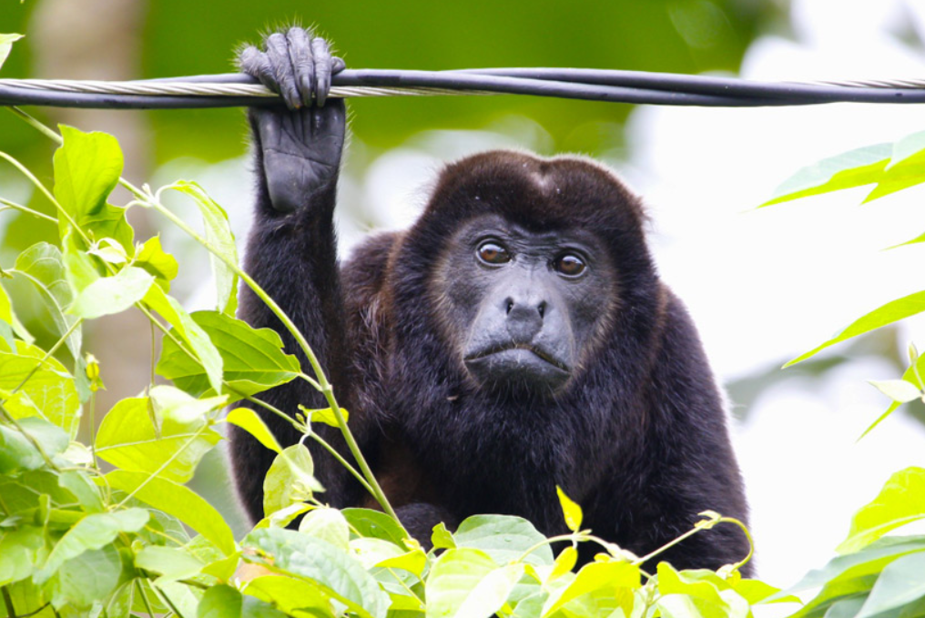 El turismo de naturaleza daña la fauna silvestre: especialista