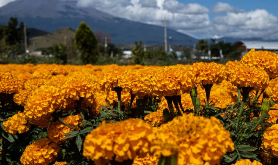 Estiman aumento de producción de flor de cempasúchil en México