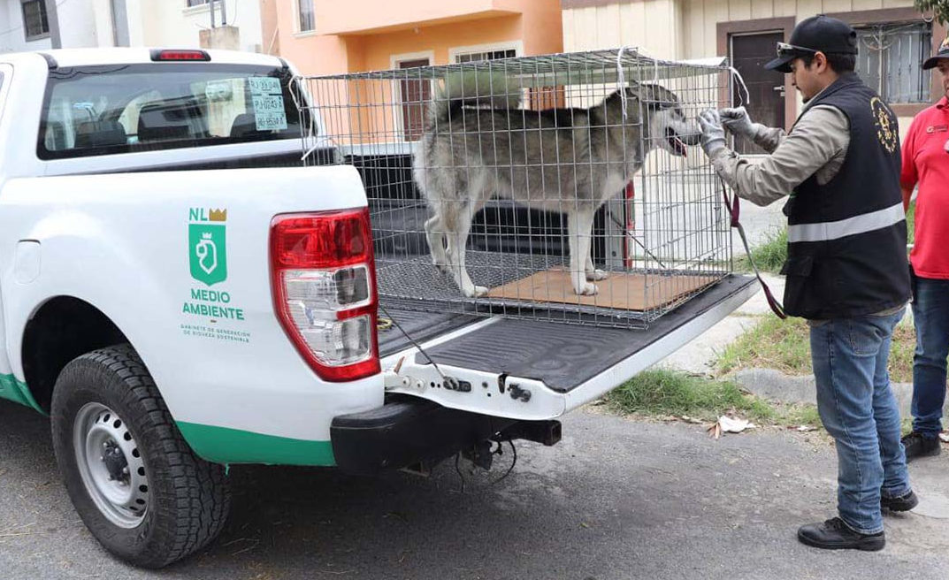 “Thor”, el perro que golpearon en Nuevo León se encuentra a salvo