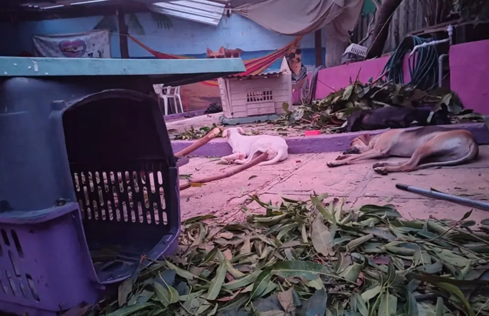 Perros y gatos afectados por Otis también necesitan ayuda