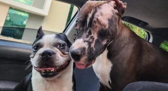 Adopta familia de Mérida a “Valentín”, perrito que fue quemado en Playa del Carmen