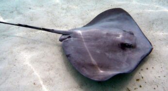 Sufren picaduras de mantarrayas al menos cinco bañistas por semana, en Playa del Carmen