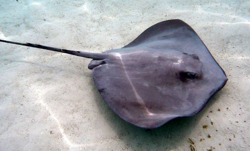 Sufren picaduras de mantarrayas al menos cinco bañistas por semana, en Playa del Carmen