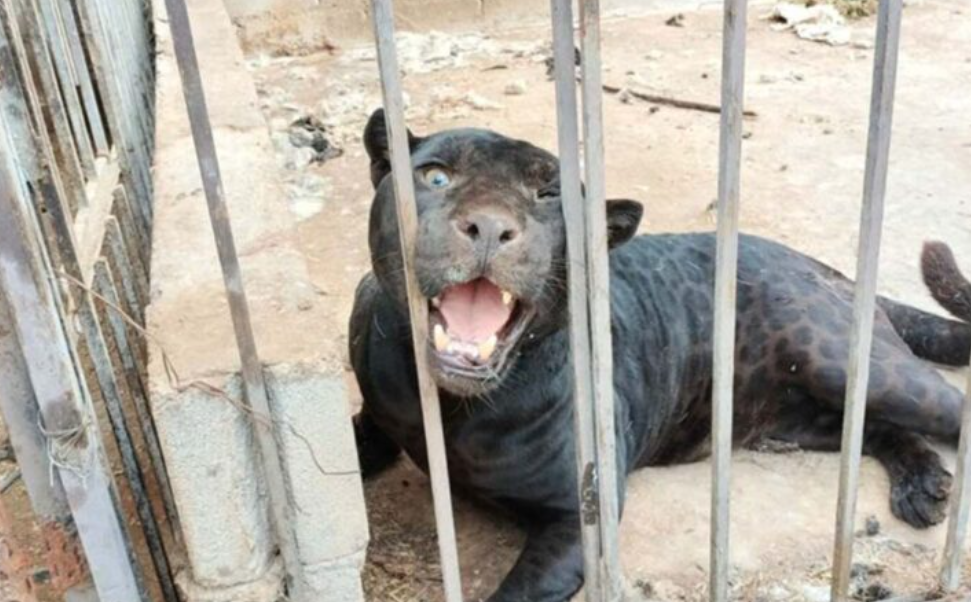 Jaguar ataca a niña en Chihuahua; se encuentra grave por las heridas