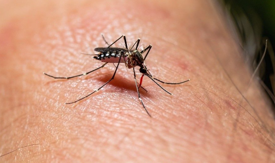 Fallece una segunda persona a causa del dengue en Jalisco