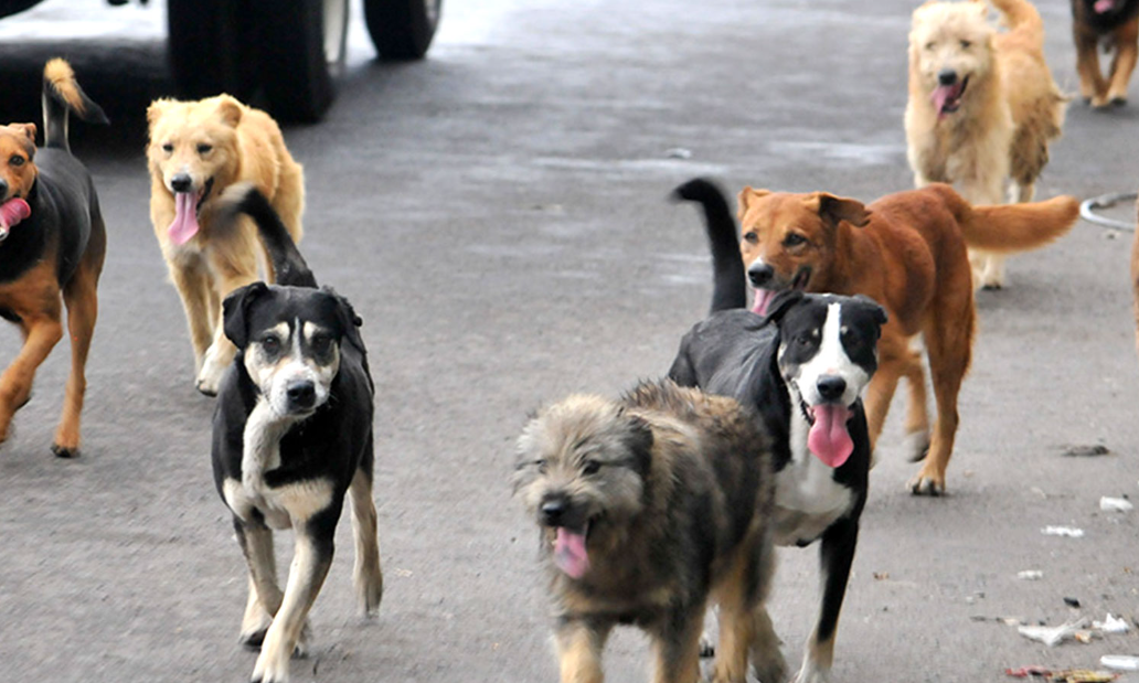 Perros de la calle localizan fosa clandestina en Jalisco