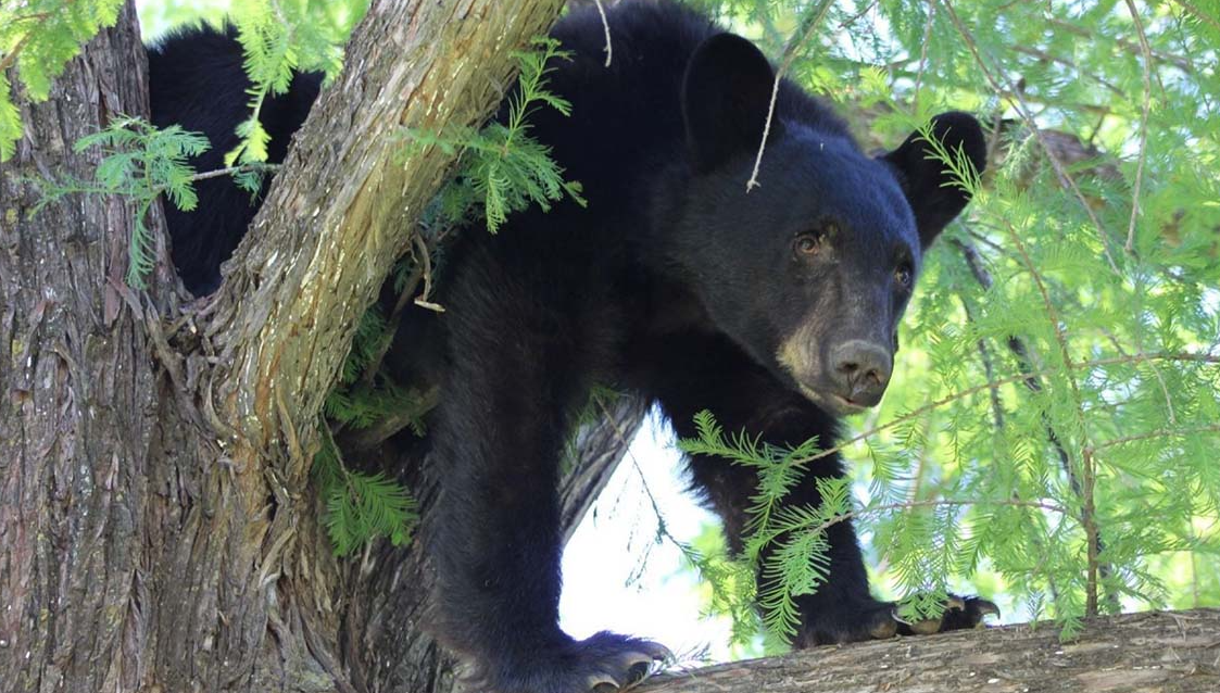 Oso interrumpe propuesta de matrimonio en Nuevo León