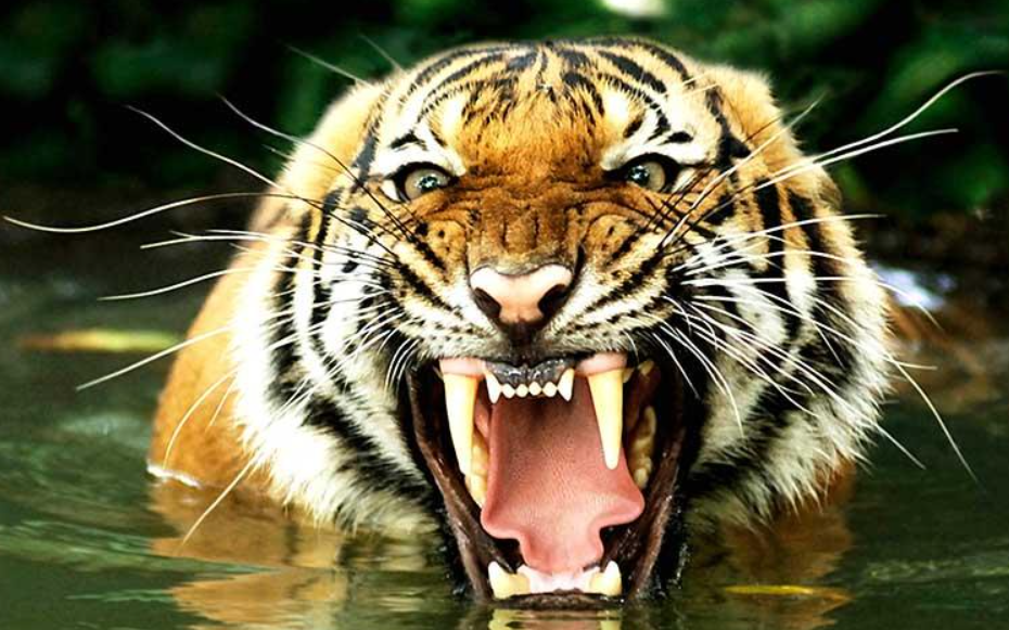 Tigre de Bengala anda suelto en Jalisco
