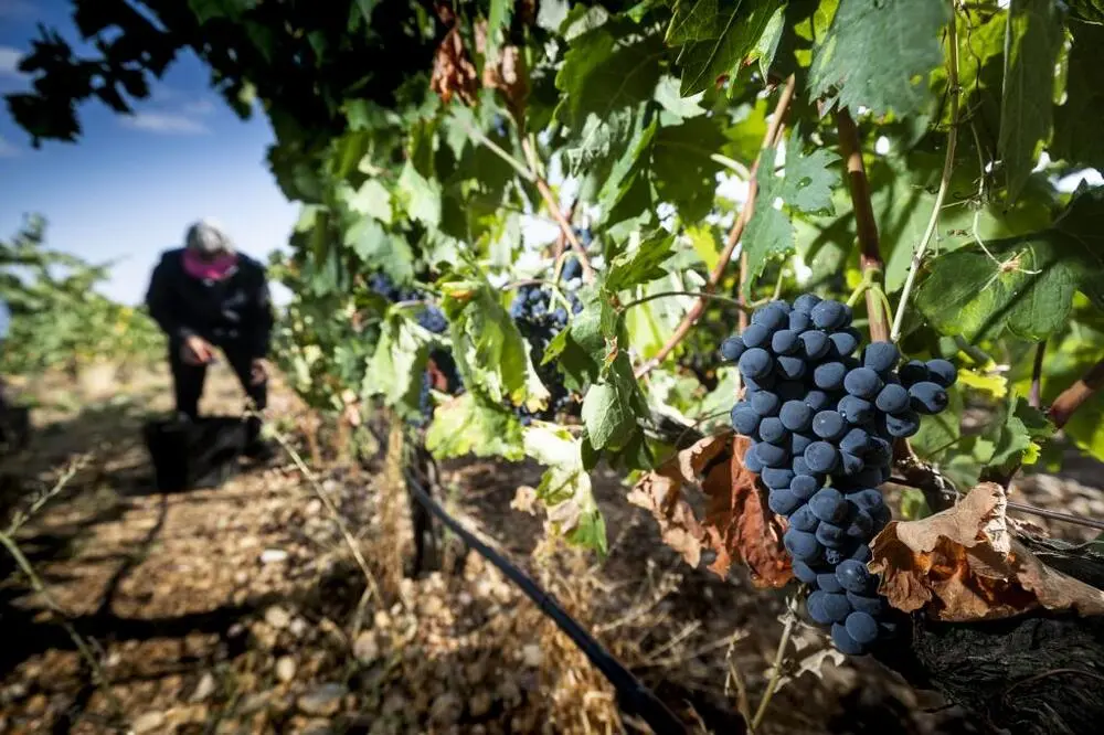 Se posicionan vinos artesanales en la Zona Maya de Quintana Roo