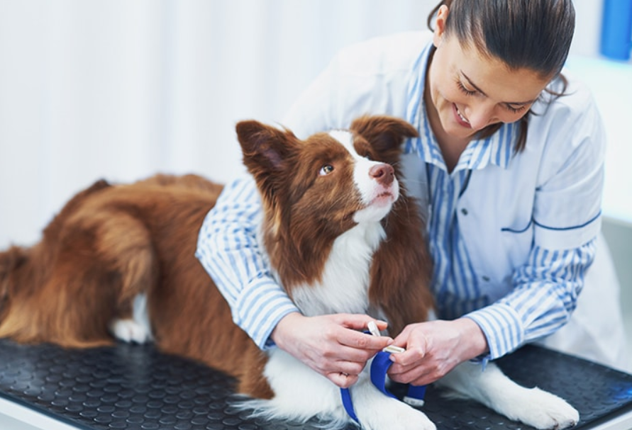 Aprueban reforma para establecer clínicas veterinarias públicas