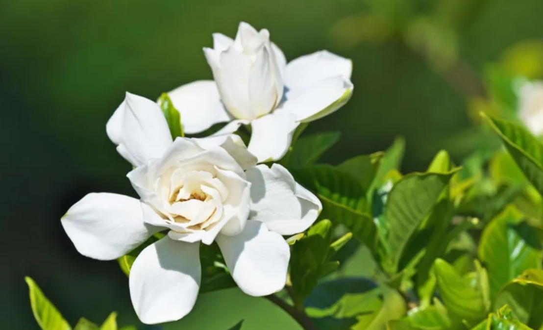 Trucos para aplicar en las gardenias para que exploten de flores