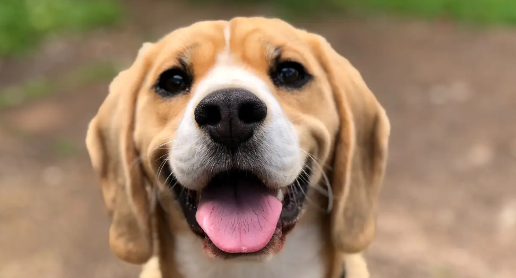 Modifican la Ley de Protección y Bienestar Animal de CDMX