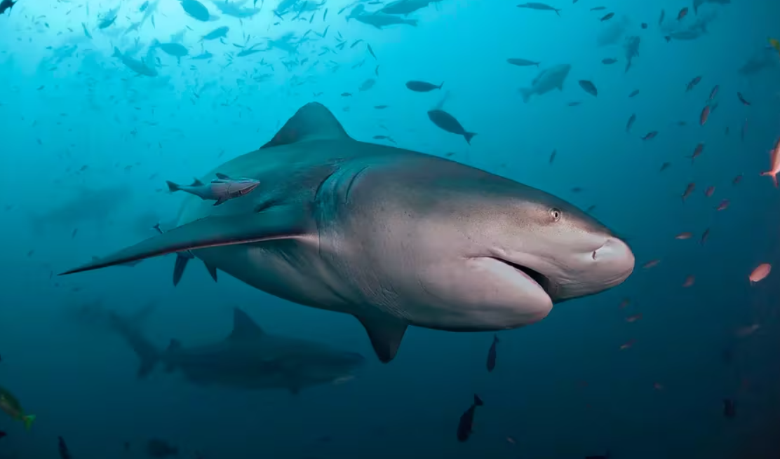 Fue un tiburón toro que mató a una mujer en Jalisco