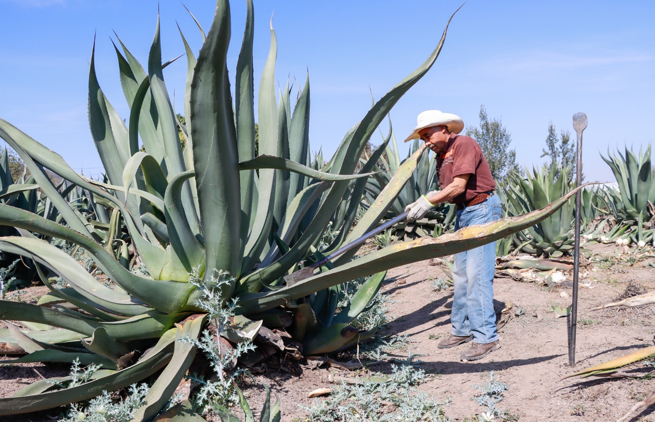 Hidalgo impulsa los destilados de maguey