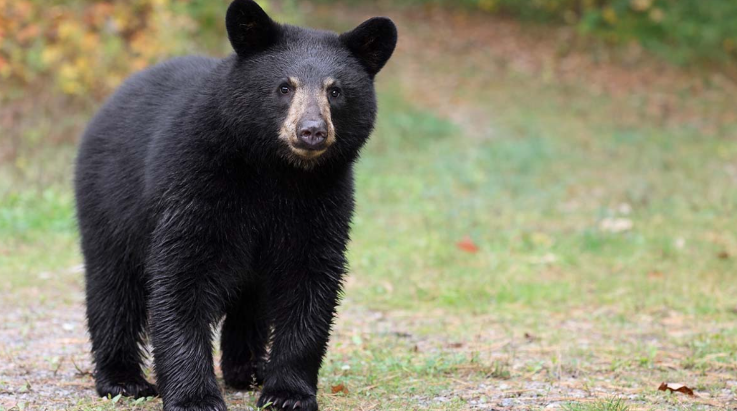 Mujer es perseguida por un oso negro en Nuevo León (VIDEO)