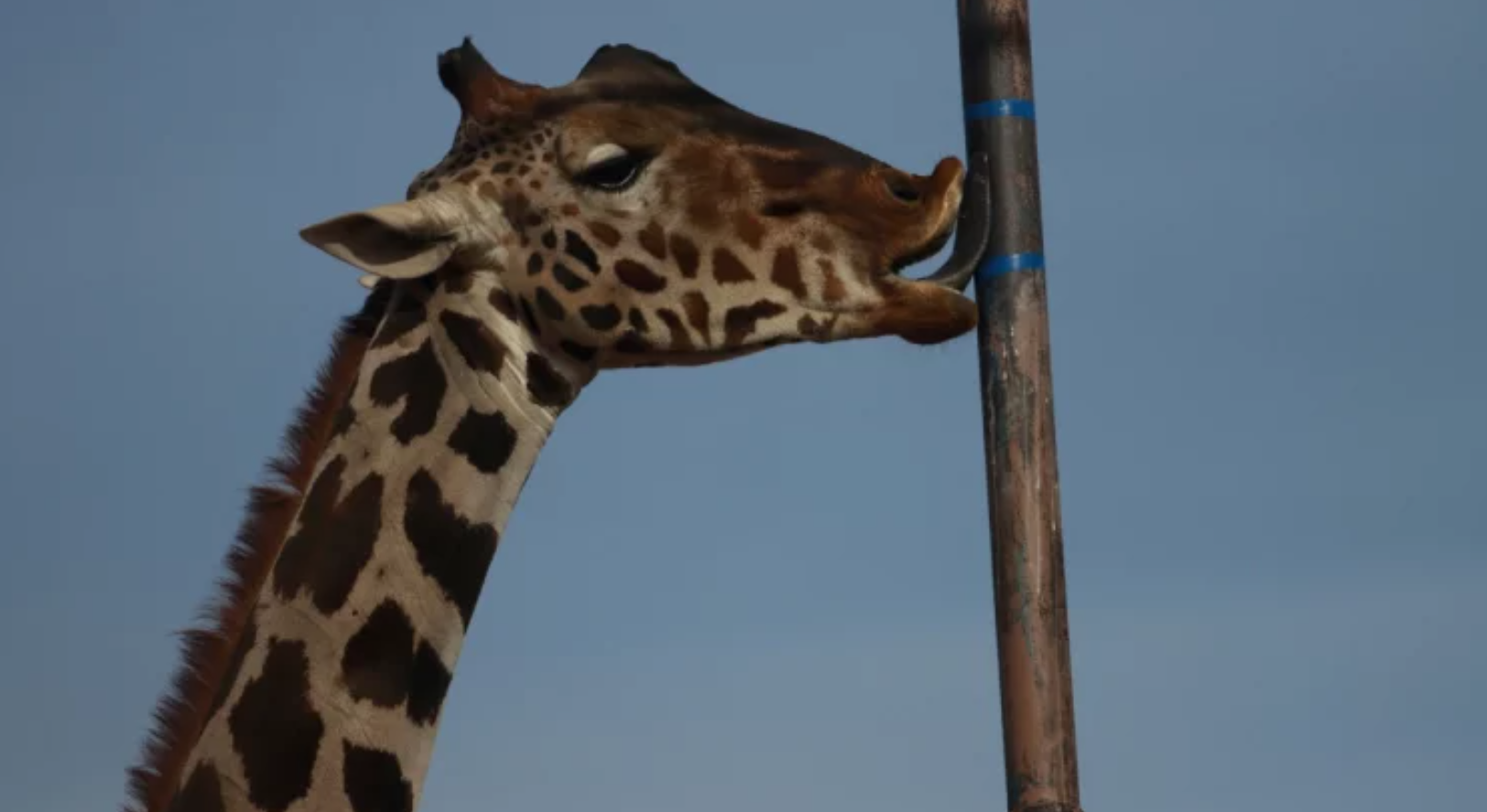 Un triunfo el traslado de la jirafa Benito: grupos defensores de los animales