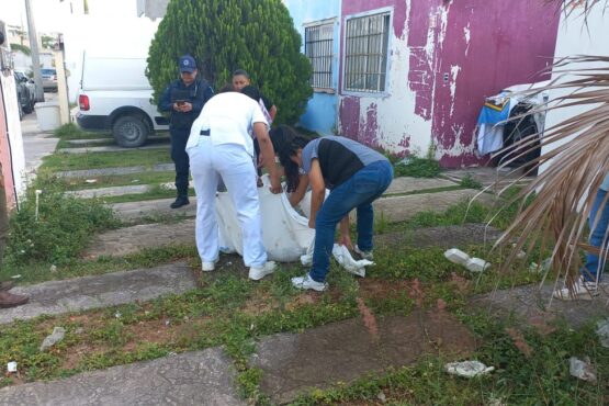 Envenenan al menos a tres perros y dos gatos en el fraccionamiento Prado Norte de Cancún; uno se salva