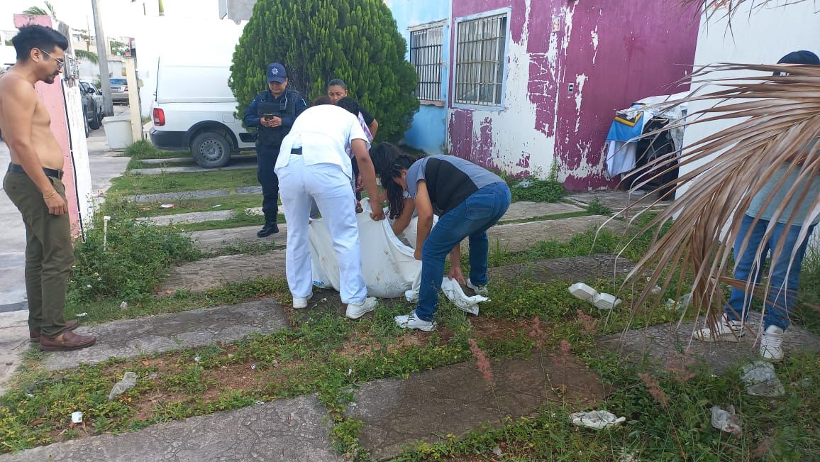 Envenenan al menos a tres perros y dos gatos en el fraccionamiento Prado Norte de Cancún; uno se salva