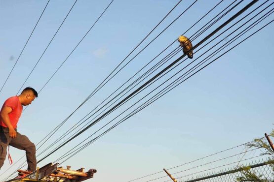 Rescatan puercoespín atrapado en tendido eléctrico