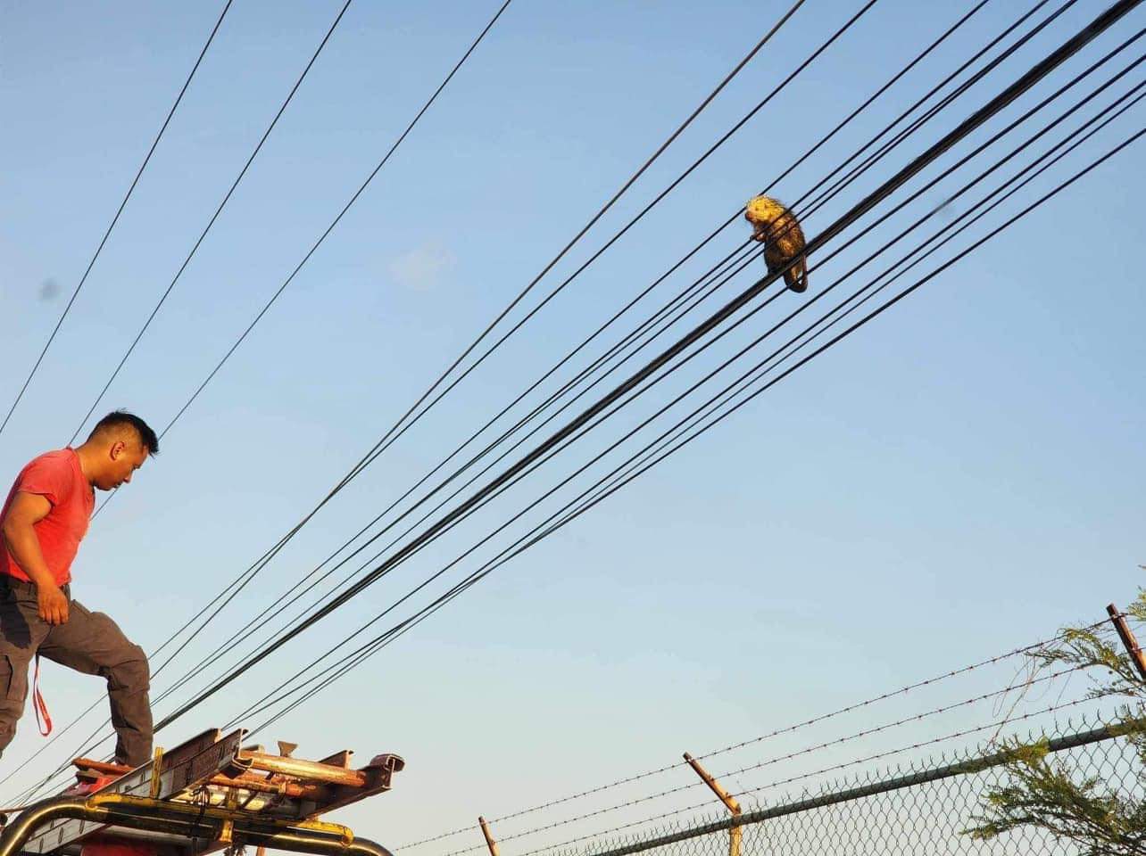 Rescatan puercoespín atrapado en tendido eléctrico