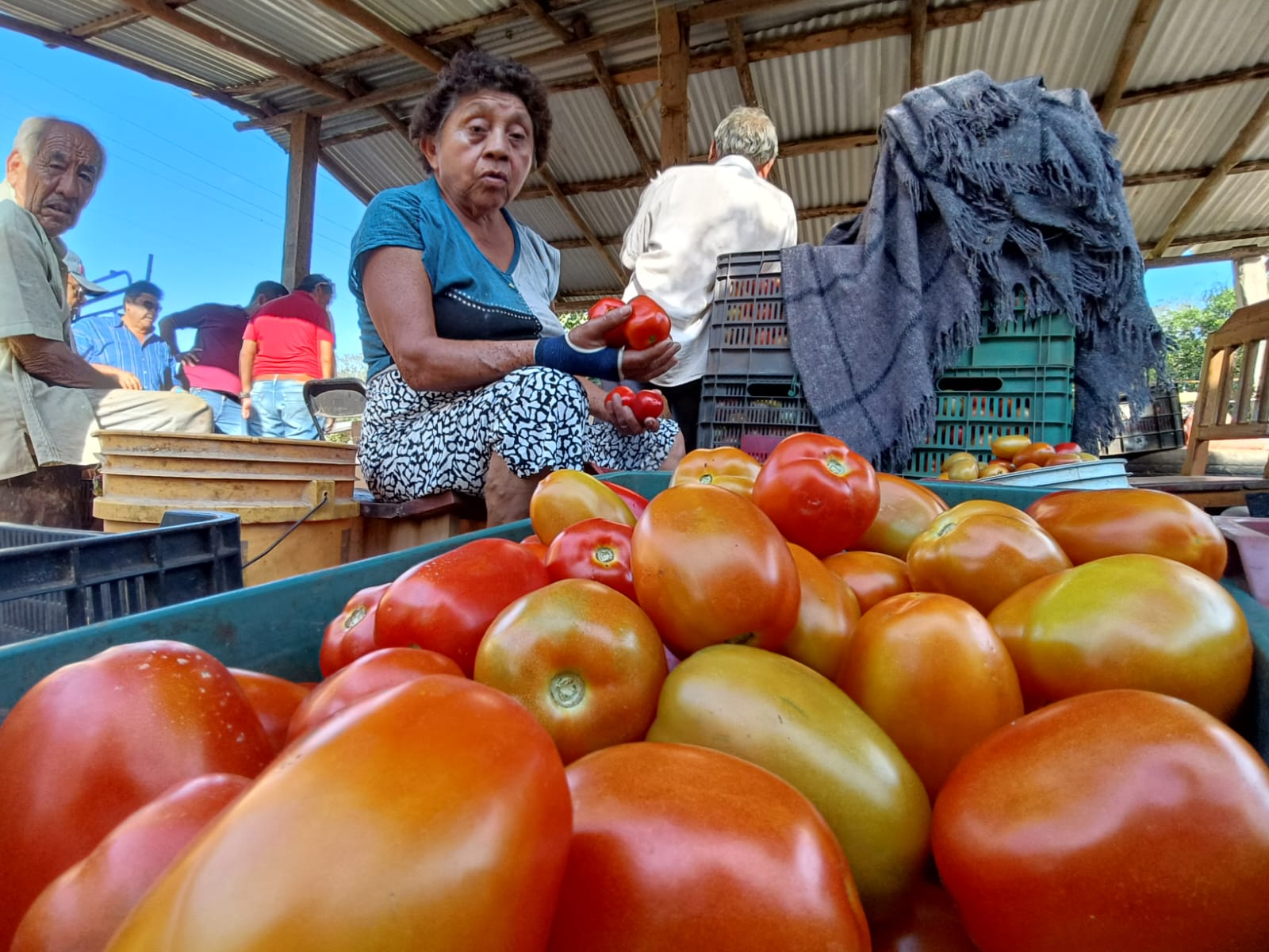 Productores de jitomate sin compradores para su cosecha