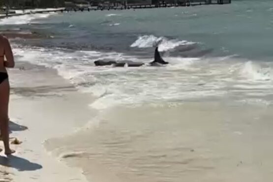 Muere cachalote pigmeo tras encallar en playa