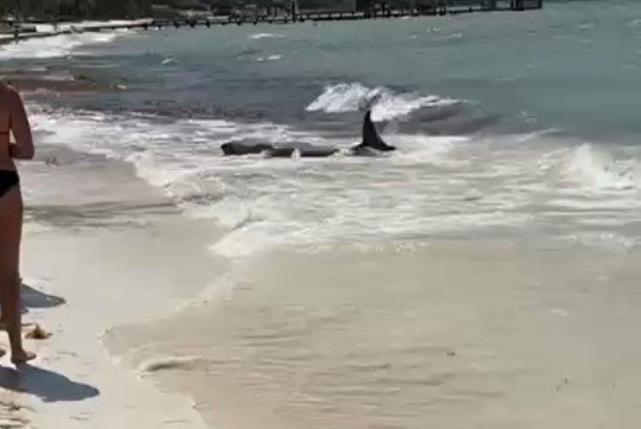 Muere cachalote pigmeo tras encallar en playa