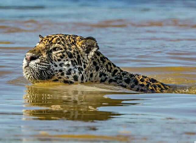 Avistamiento de Jaguar nadando en Yucatán