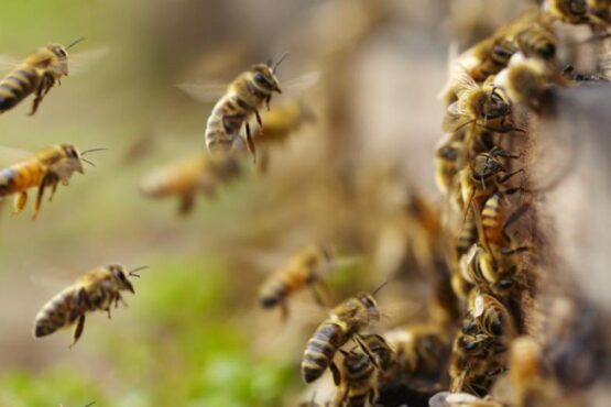 Abejas africanas matan perros y gallinas en la Ribera del río Hondo