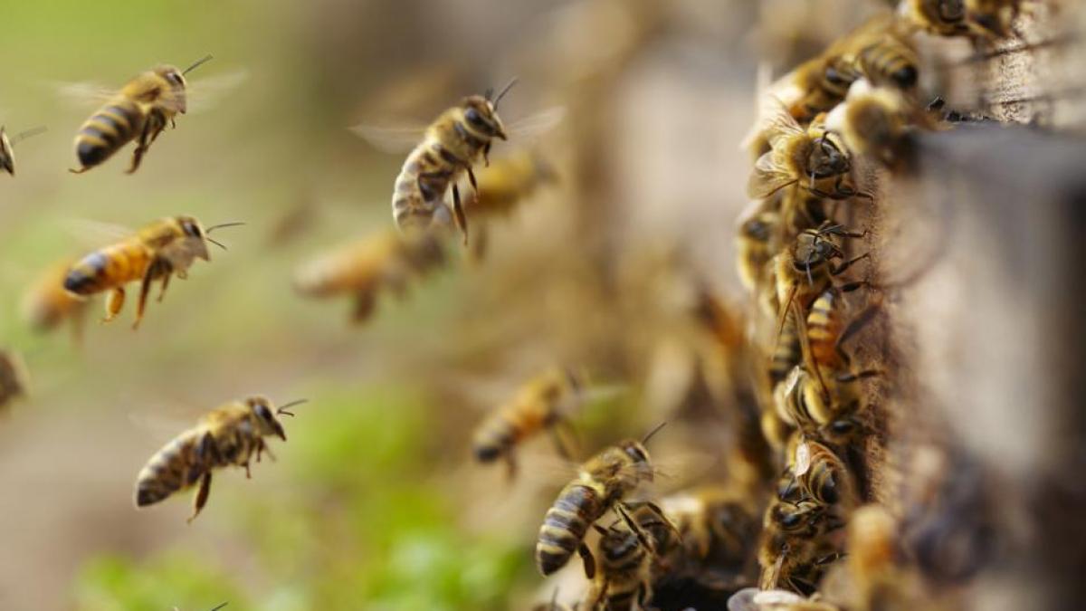 Abejas africanas matan perros y gallinas en la Ribera del río Hondo