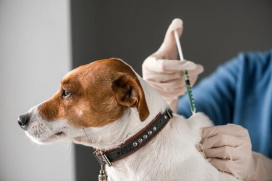 Exhorta a vacunar mascotas para evitar contagios por rabia