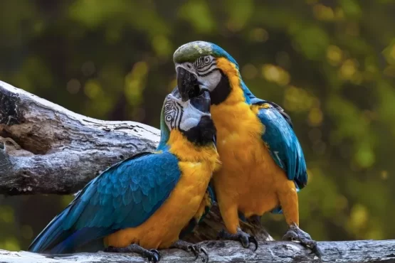 Escasez de espacios para la conservación de aves