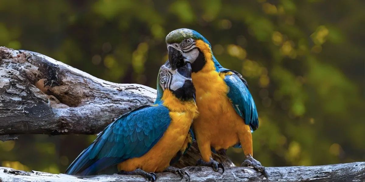 Escasez de espacios para la conservación de aves