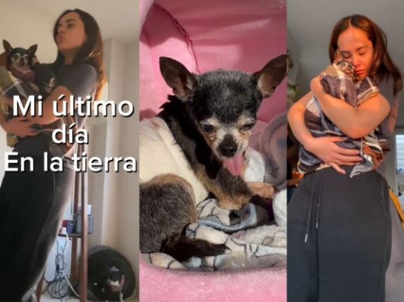 “Mi último día en la tierra”: El emotivo video que se viralizó en TikTok sobre una perrita chihuahua
