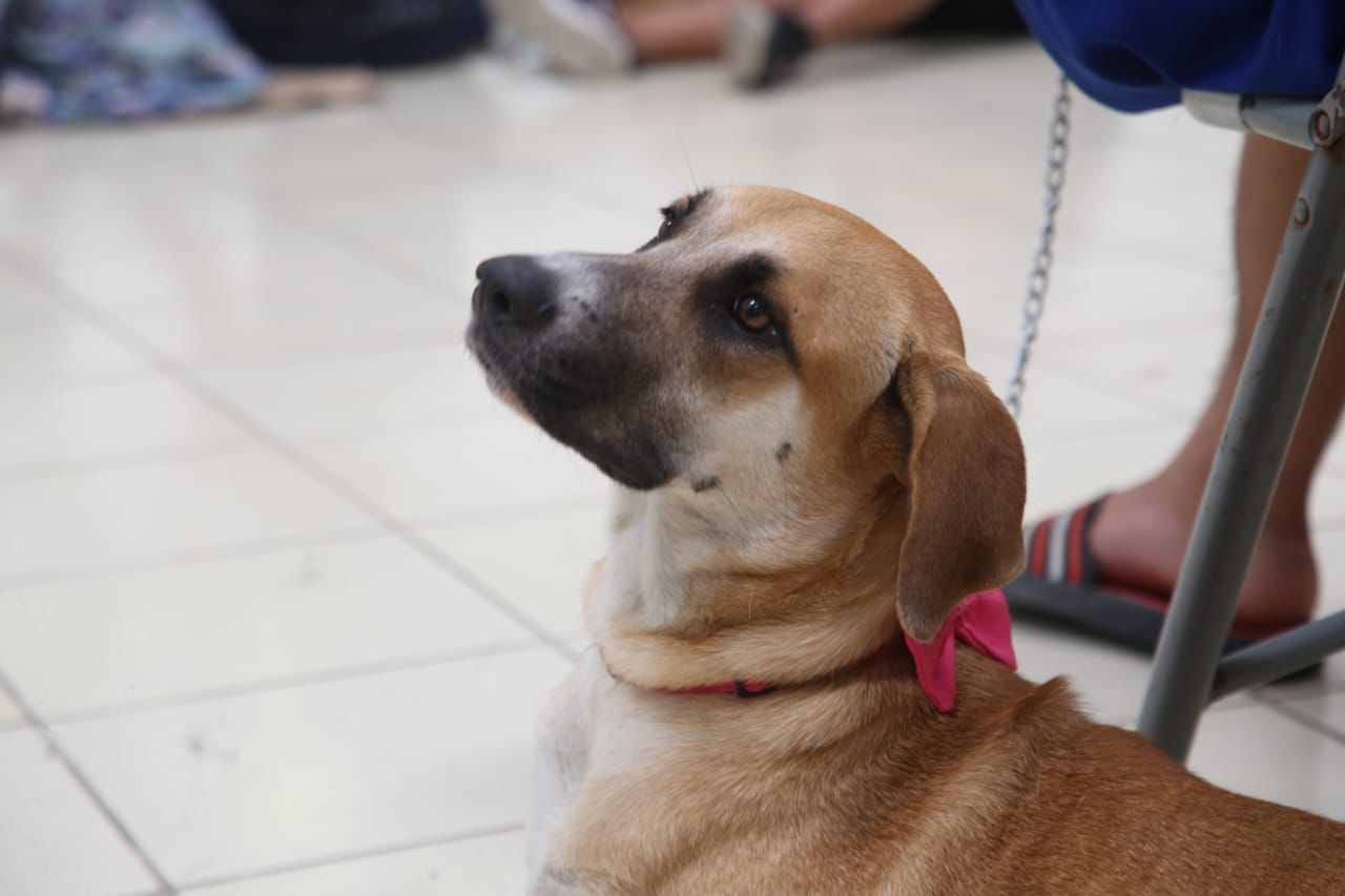 Gobierno Municipal promueve campaña de esterilización y bienestar animal en Zona Continental