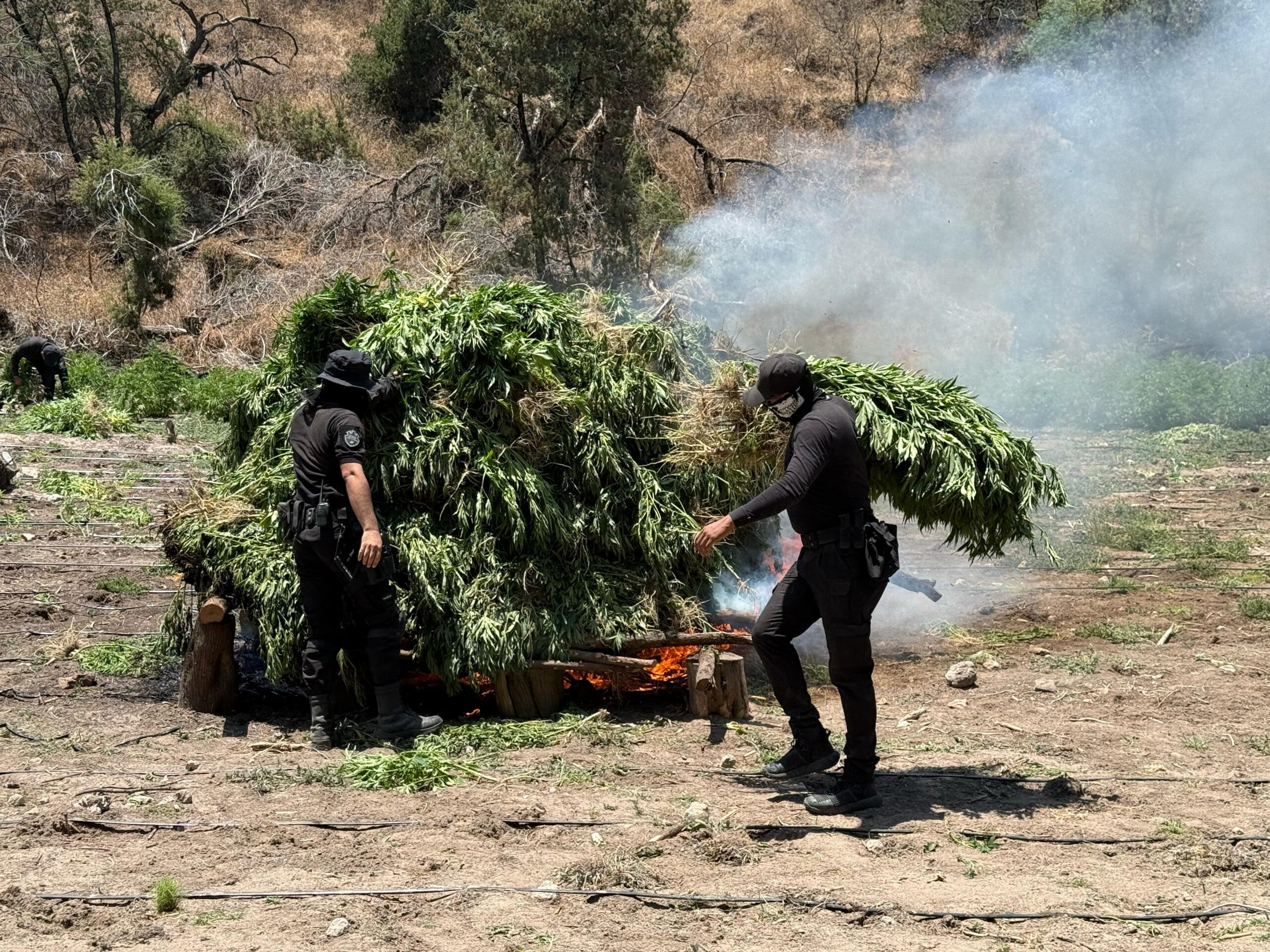 Aseguran más de 10 hectáreas de plantas de marihuana en Altos Norte de Jalisco