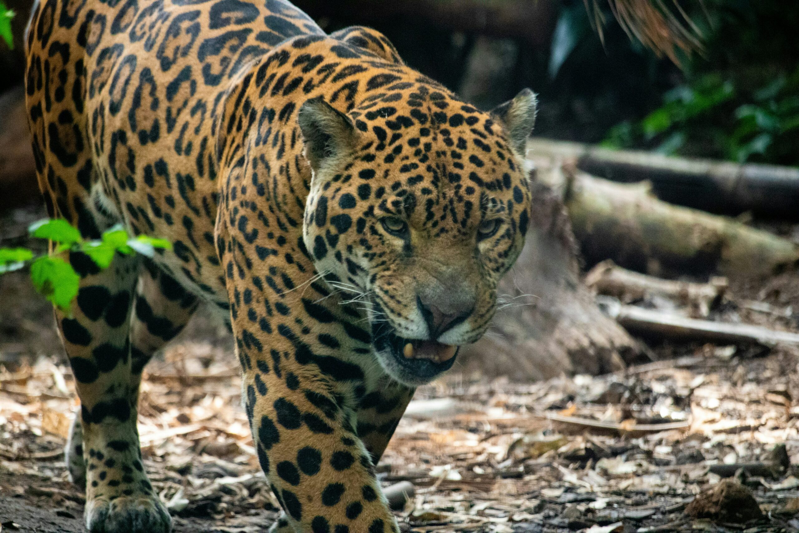 Algoritmos e IA para proteger una “guardería de jaguares”