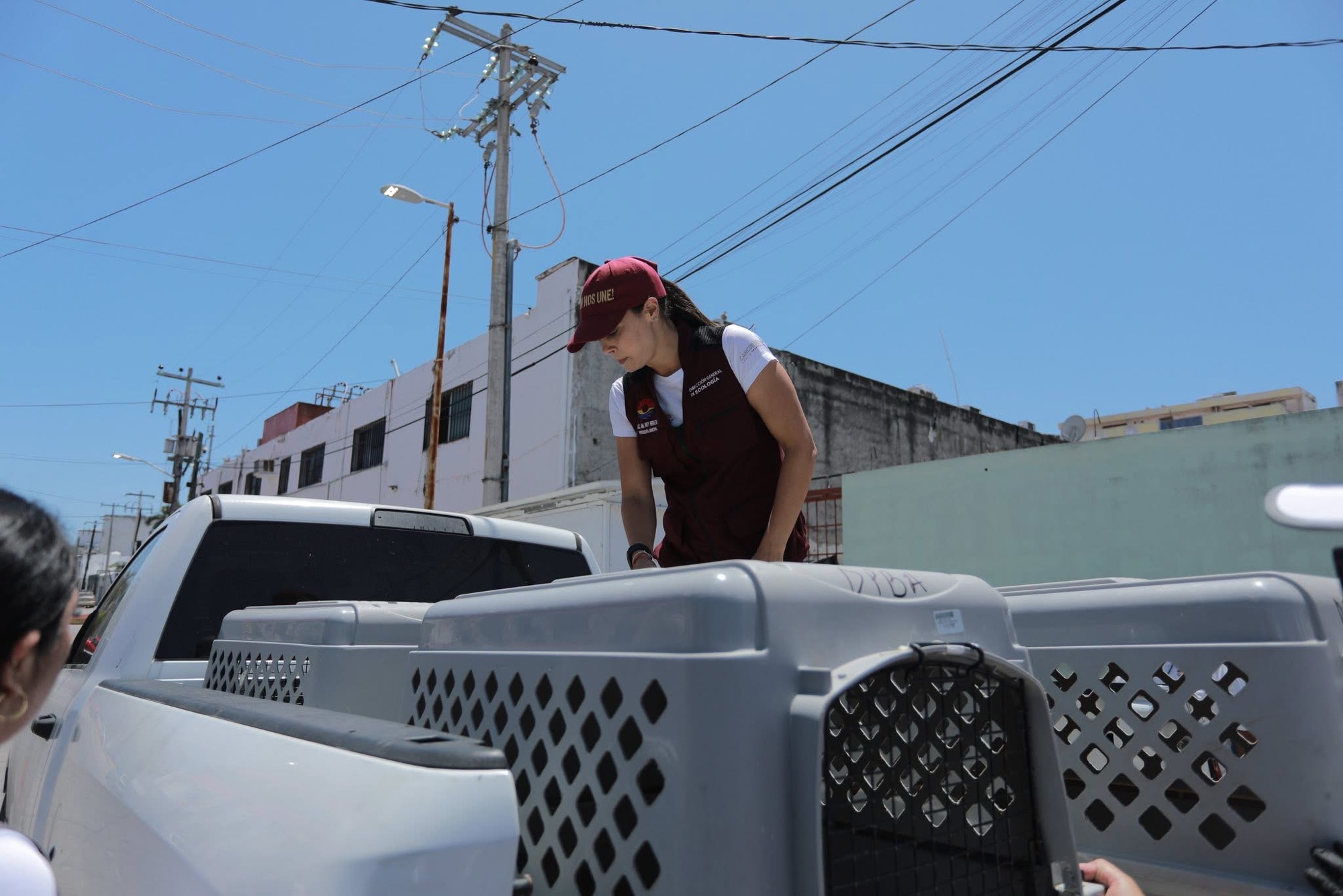 Rescatan a 8 perritos en situación de abandono sobre Av. Yaxchilán