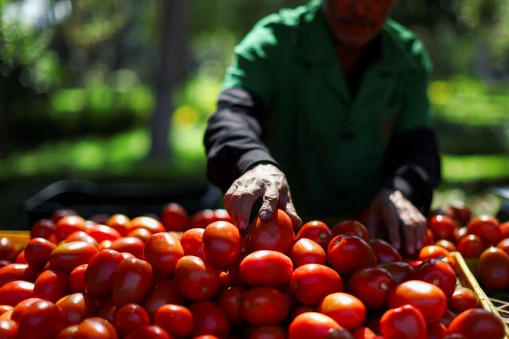 EEUU anuncia nuevo arancel del 20.91% al tomate de México