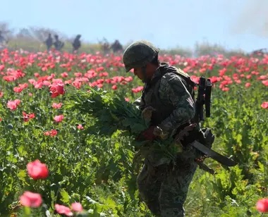 Destruyen plantíos de amapola y marihuana equivalentes a 3.4 veces el Zócalo CDMX