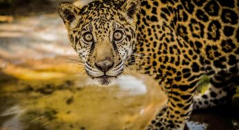 Impulsan la conservación del jaguar en Yucatán
