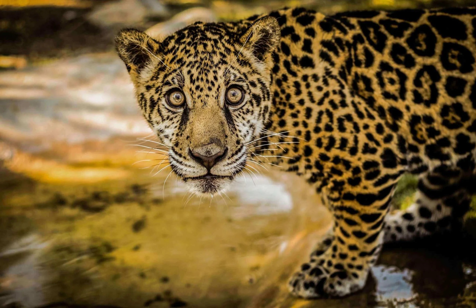 Impulsan la conservación del jaguar en Yucatán
