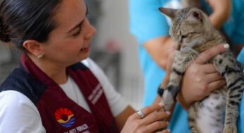 Mantenemos acciones permanentes para combatir maltrato de mascotas: Ana Paty Peralta