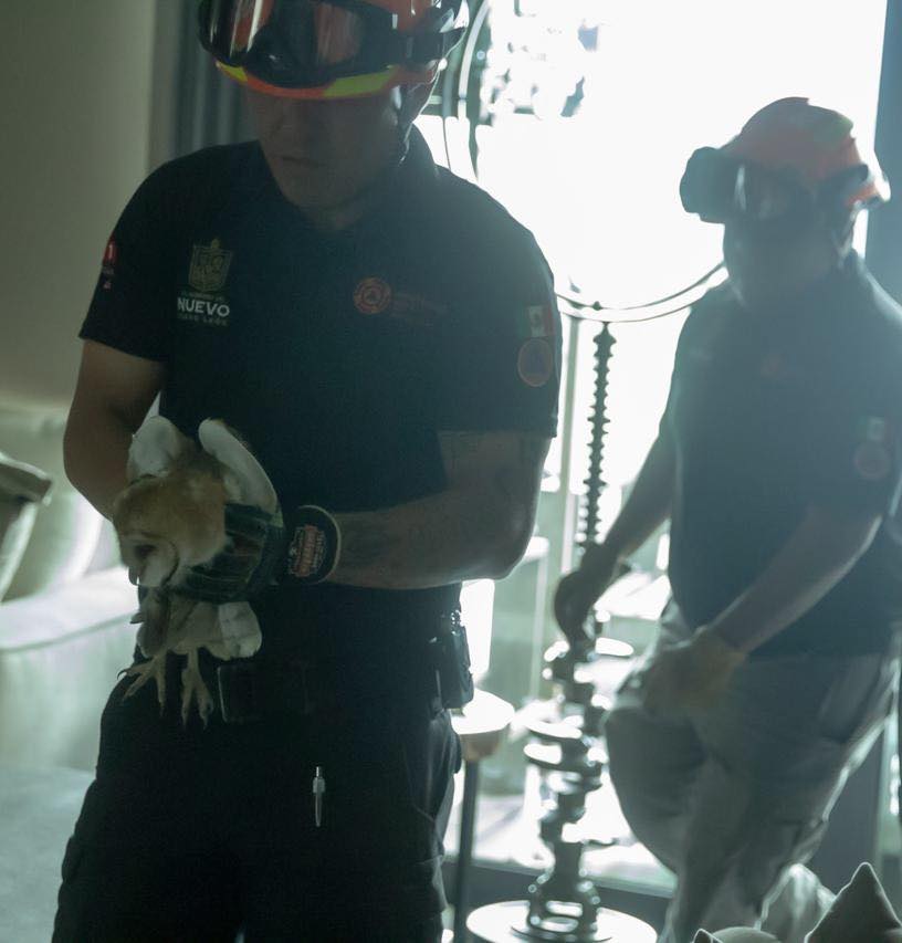 Rescatan a lechuza en departamento de San Pedro Garza García