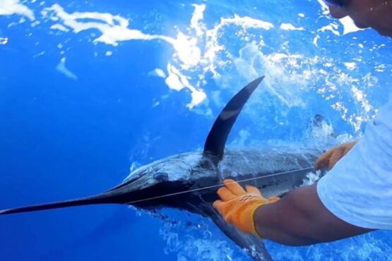 La pasión por el mar regresa a Isla Mujeres con el Torneo Internacional de Pesca “Cosme Alberto Martínez Magaña”
