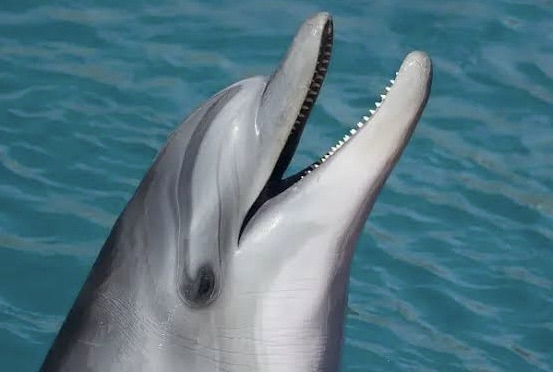Impone Profepa la clausura total definitiva al Dolphinaris Barceló