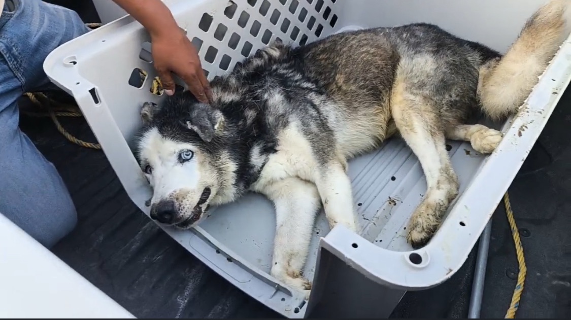 Rescatan a Husky que vivía amarrado; apenas y podía sostenerse