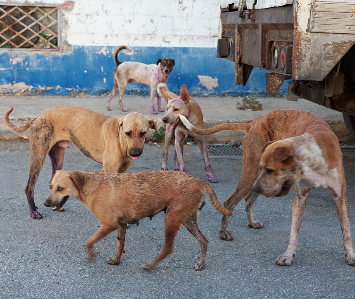 Ataques de perros en Yucatán