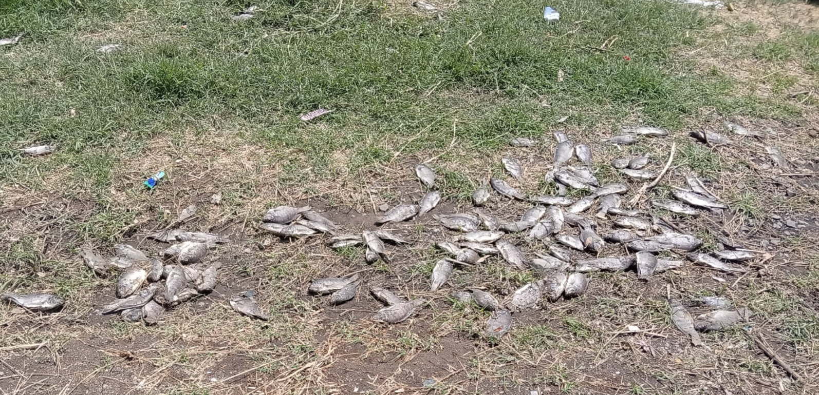 Realiza PROEPA inspección en el Río Blanco por presencia de peces muertos