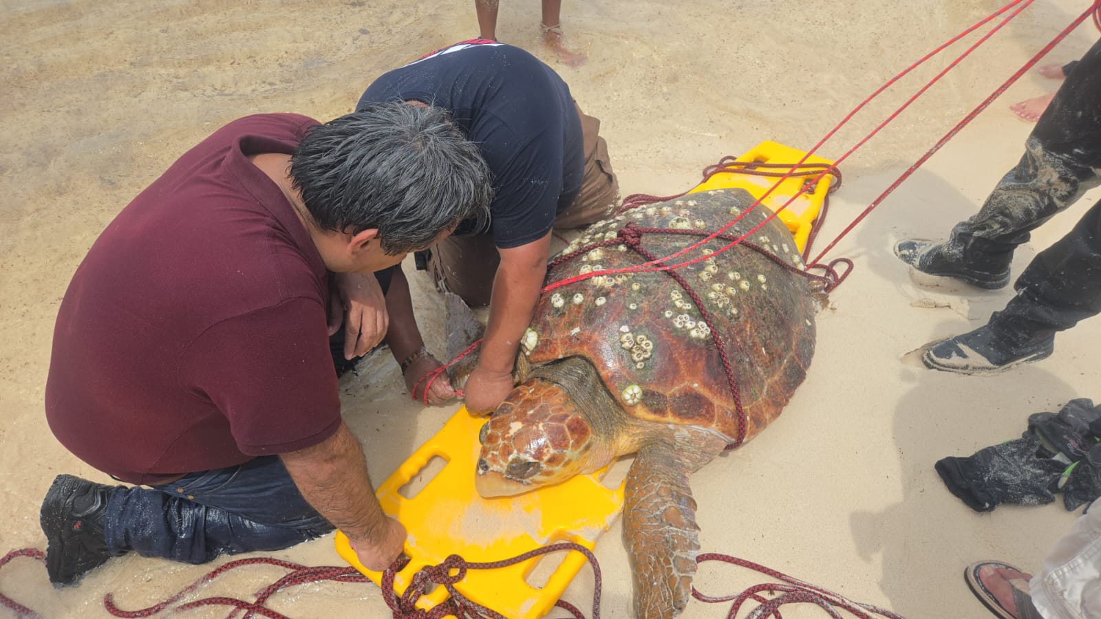 Protección Civil apoya en la liberación de una tortuga marina atrapada en Chen Río